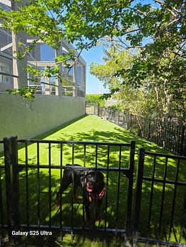 pet turf pet turf